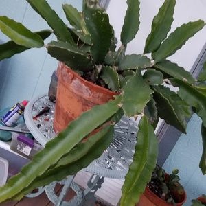 Succulents plants Dragon Fruit